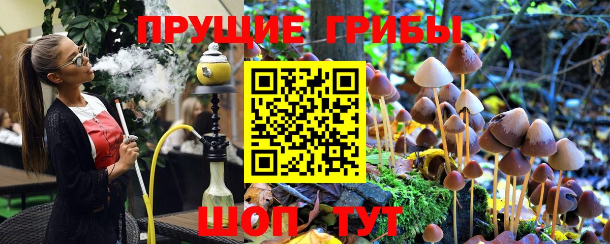 Псилоцибиновые грибы Psilocybe Ачхой-Мартан